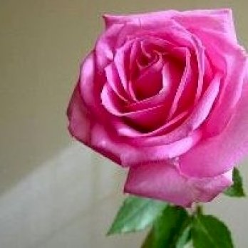 إسراء أبو رنة